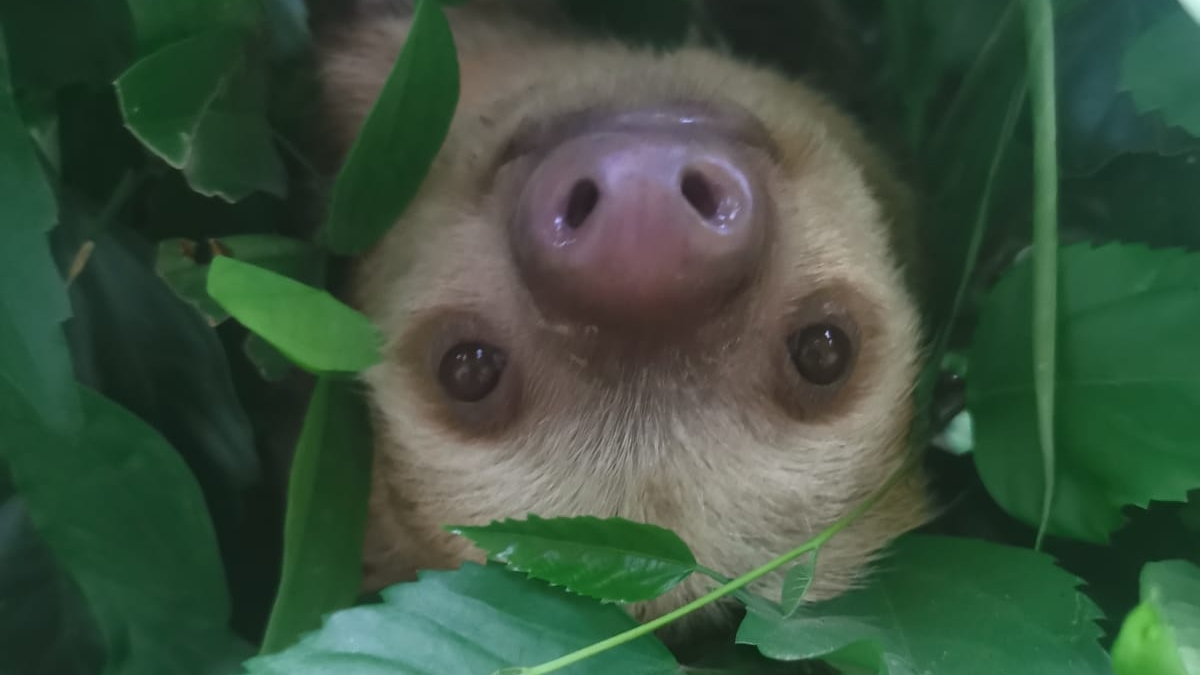 Cara de perezoso de dos dedos en medio de las hojas de un árbol.
Fotografía: Rebecca Cliffe