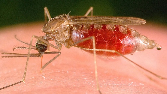 Malaria