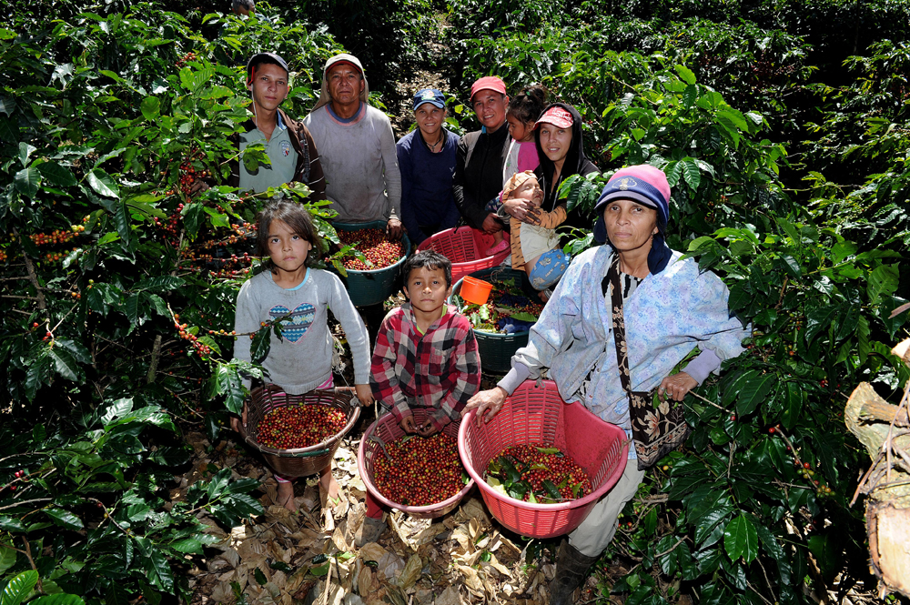 La familia Inser se viene de Nicaragua en octubre para integrarse a las cogidas de café y se quedan hasta febrero. Ellos recolectan en San Pedro de Barva, Heredia. Abajo, la zona de Tarrazú también revive en tiempos de cogidas de café, muchos de los trabajadores son panameños, de la etnia Ngöbe Buglé. | MELISSA HERNÁNDEZ Y RAFAEL PACHECO