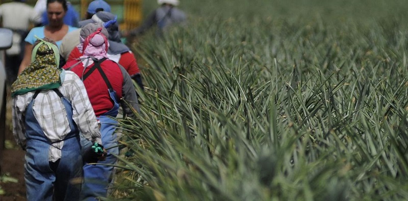 Según la Cámara Nacional de Productores y Exportadores de Piña (Canapep), la mayoría de los productores realiza prácticas adecuadas para no dejar rastrojos en las fincas. Por eso, solicitó inspecciones en fincas para castigar a los pocos que incumplirían.