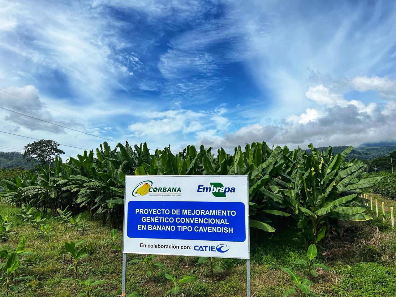 El sueño de salvar el banano se cultiva en Costa Rica