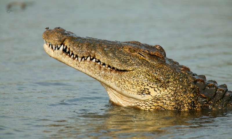 Cocodrilo sorprende a turistas cerca del Lago Arenal | La Nación