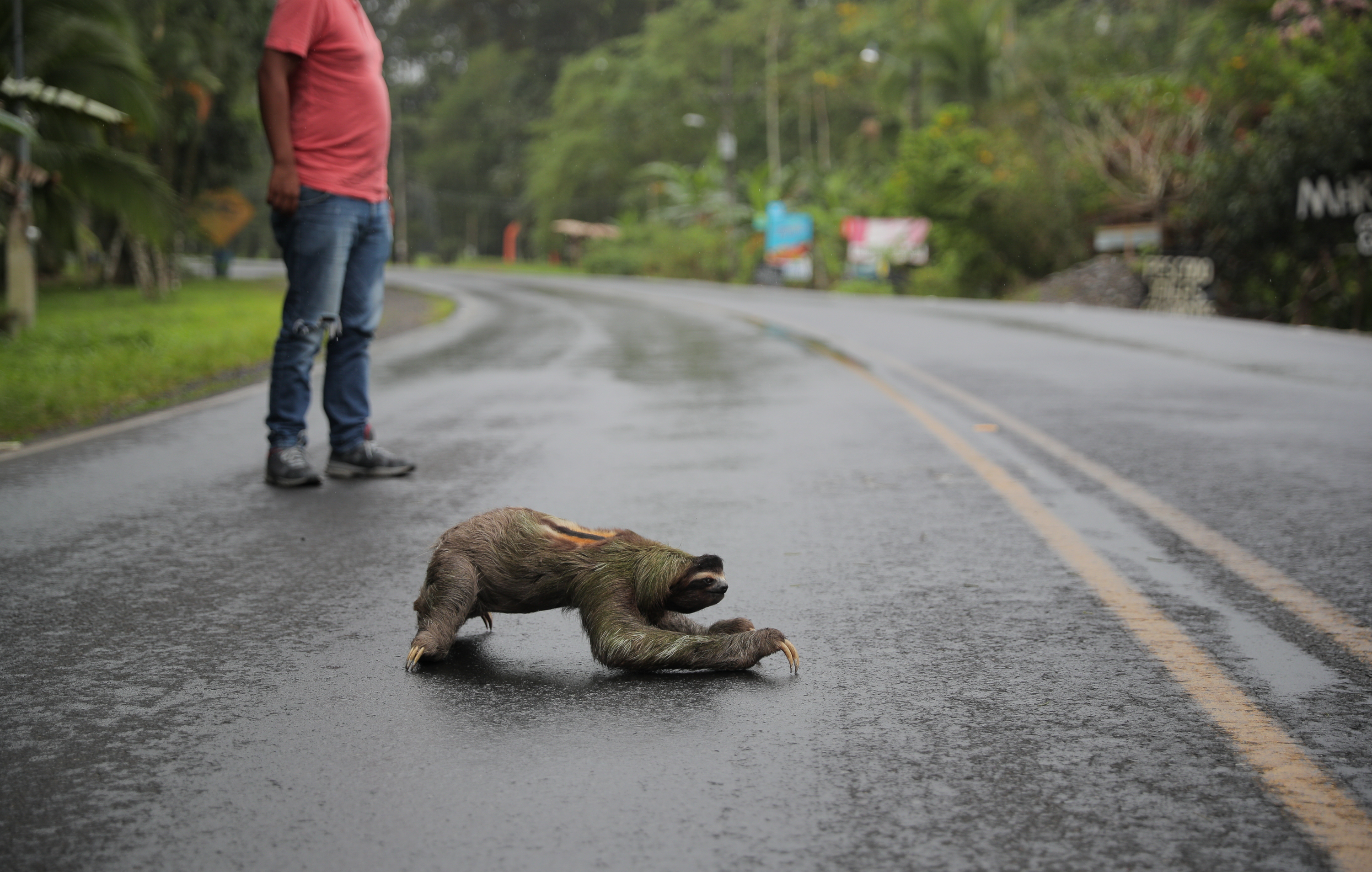 8/2/2018. Puerto Viejo, Limon. Perezoso cruzando la calle cerca de Puerto Viejo. Foto Jeffrey Zamora