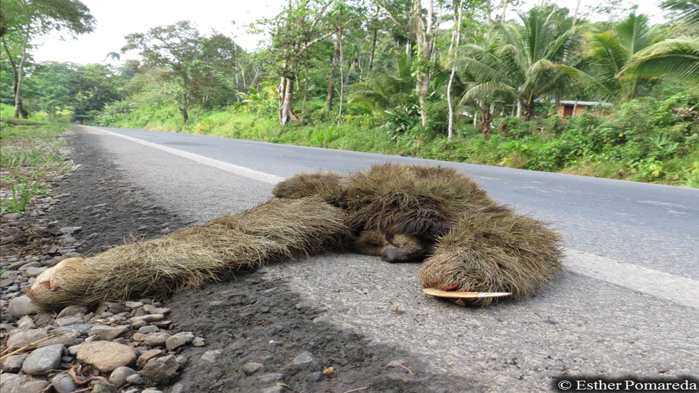 Los osos perezosos son los más afectados por atropellos en la ruta 32.