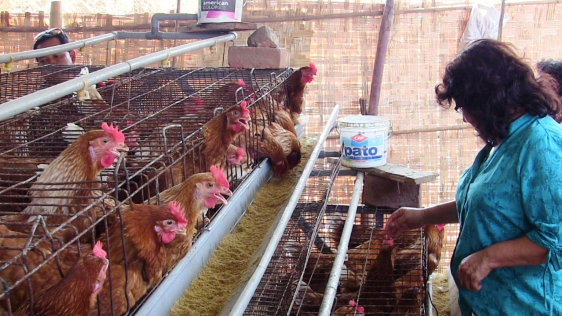 Gripe aviar en humanos en Perú
Foto: Andina