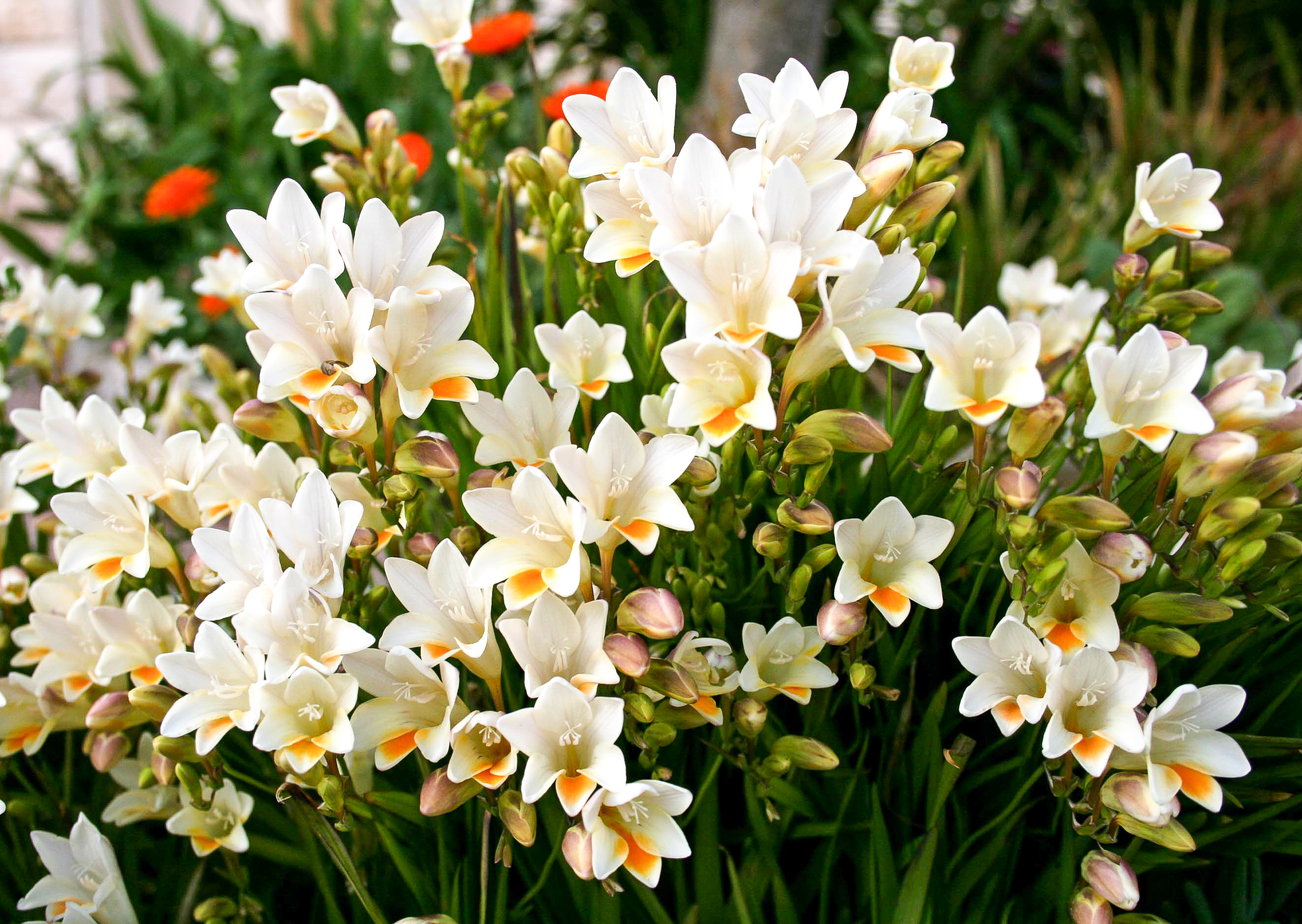 Flores de primavera: cuáles son las mejores para esta época y cómo  cuidarlas en casa - Infobae