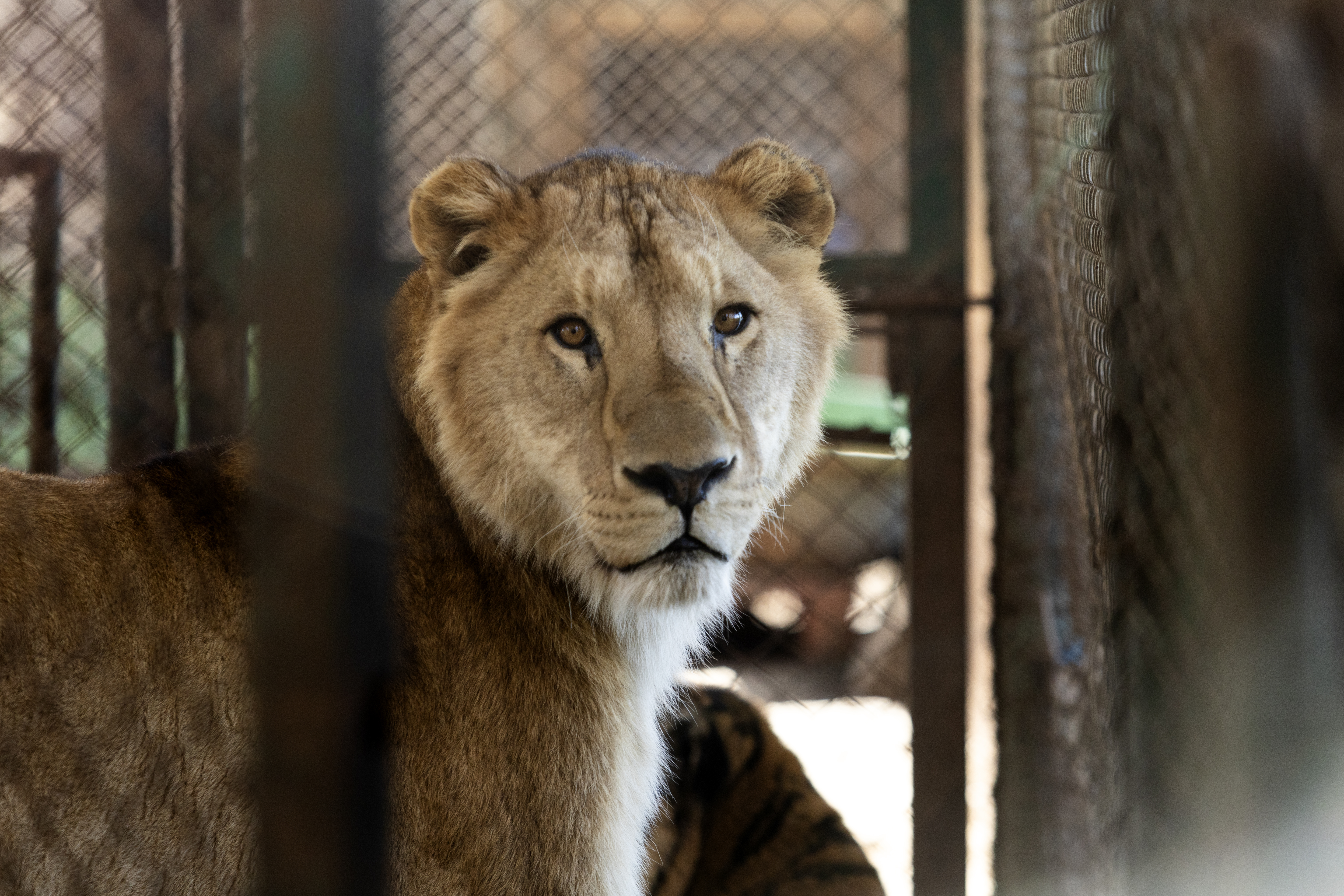 Los tigres de Luj&aacute;n despegaron rumbo a Sud&aacute;frica: escala en Frankfurt, Johannesburgo y 4 horas por tierra hasta su nueva vida