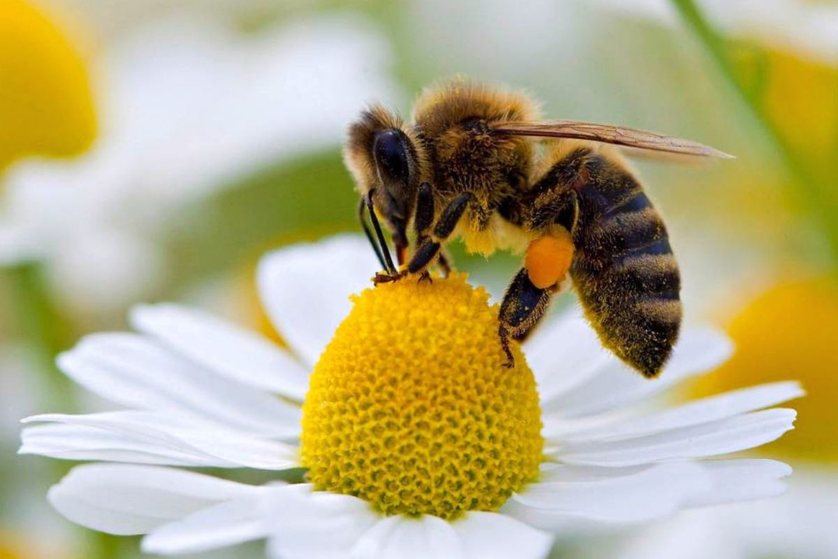 Las abejas son de los animales polinizasores más importantes en el mundo. (Foto: Captura)