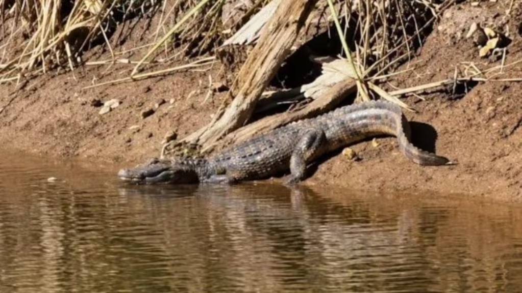Sorpresa en C&oacute;rdoba: encontraron a un yacar&eacute; nadando en una laguna cerca de una zona urbana y no lo pueden sacar
