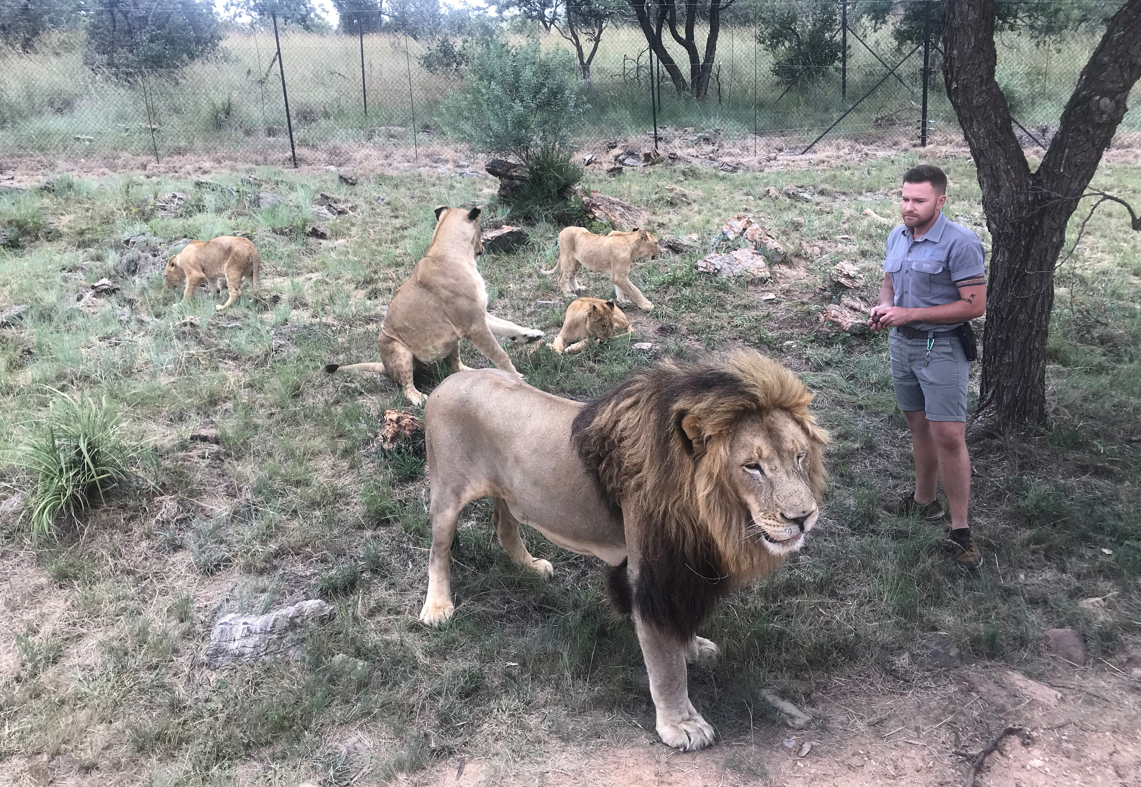 Dormían en una carpa, un león los atacó, y por poco los mata: la pesadilla  de una pareja francesa en un safari en África - Infobae