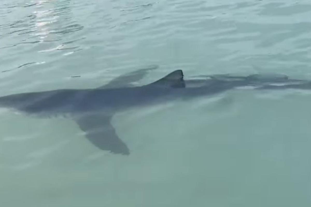 Punta Hermosa: presencia de tiburones alerta a bañistas en las playas del sur