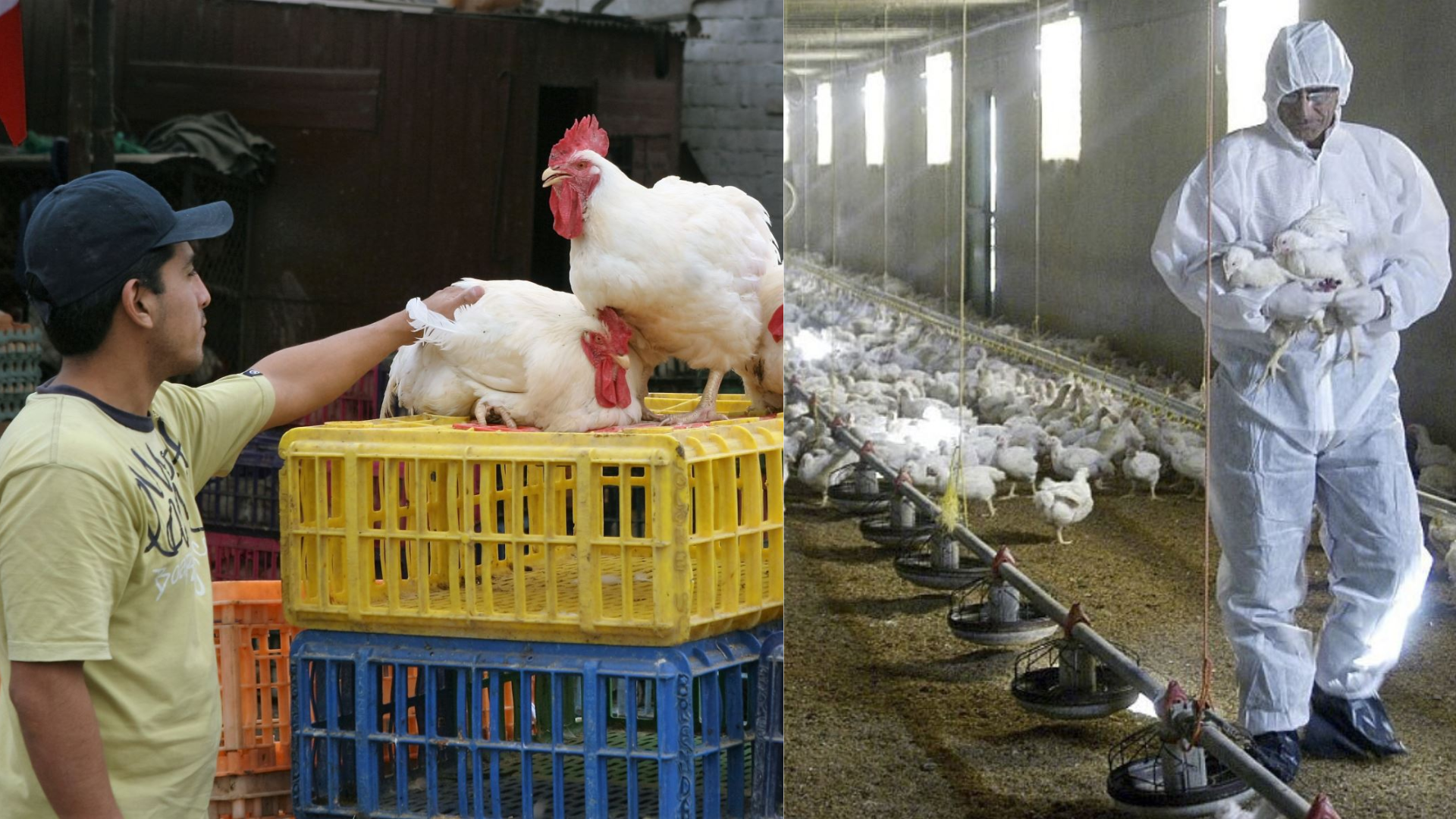 Gripe aviar: cuáles son los riesgos que tienen los seres humanos en contagiarse.
Foto: Andina