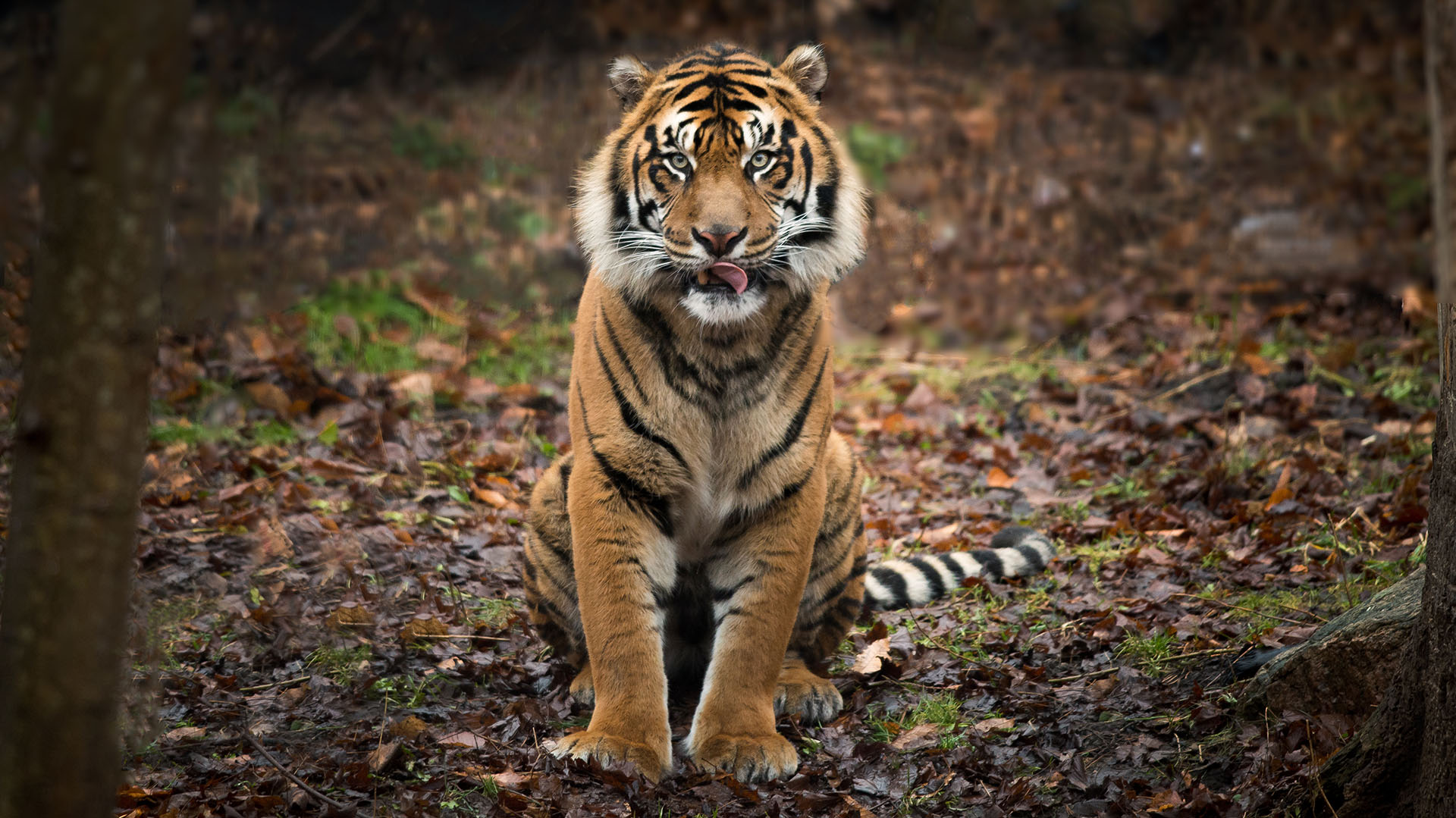 El tigre de Sumatra está bajo una gran presión debido a la caza furtiva y la reducción del hábitat de la jungla (Getty Images)