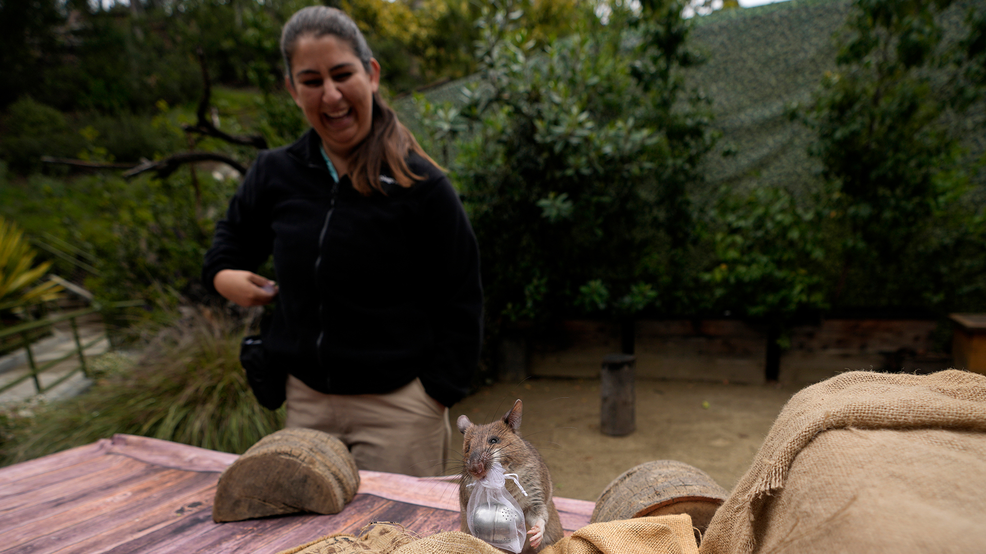 Szott dijo que las ratas a menudo “tienen mala reputación”, pero que es importante “considerar nuestra responsabilidad hacia la vida silvestre que nos rodea y con la que compartimos el planeta” (AP Foto/Gregory Bull)