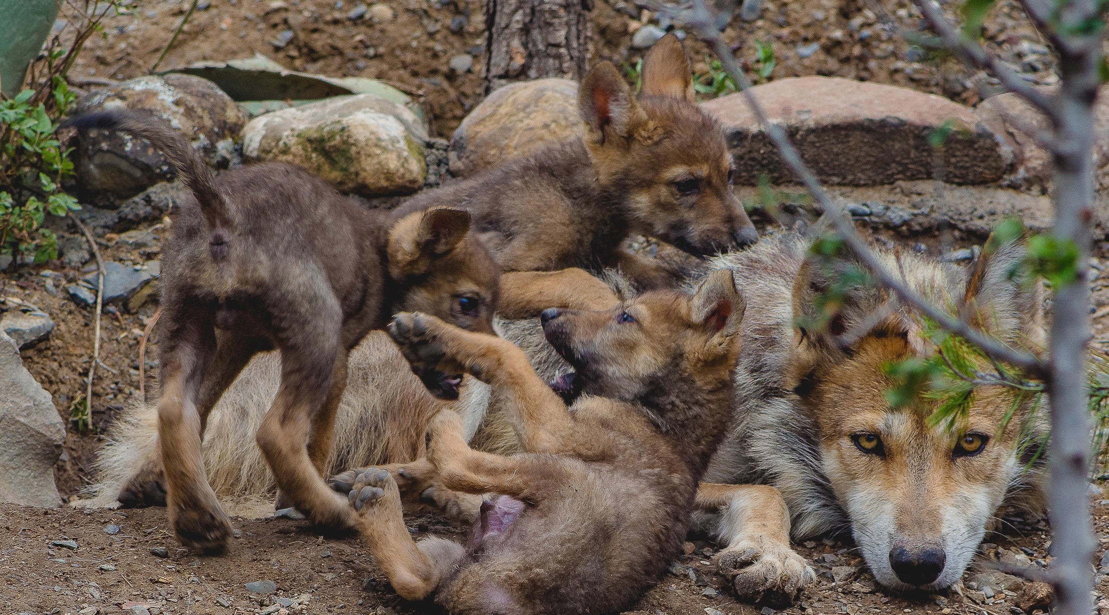 El lobo gris mexicano es una de las especies más vulneradas en el país. (Foto: MUDE)