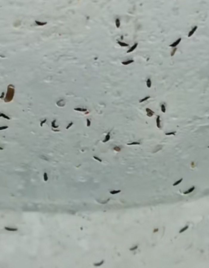 Estos diminutos insectos aparecen con la sequía