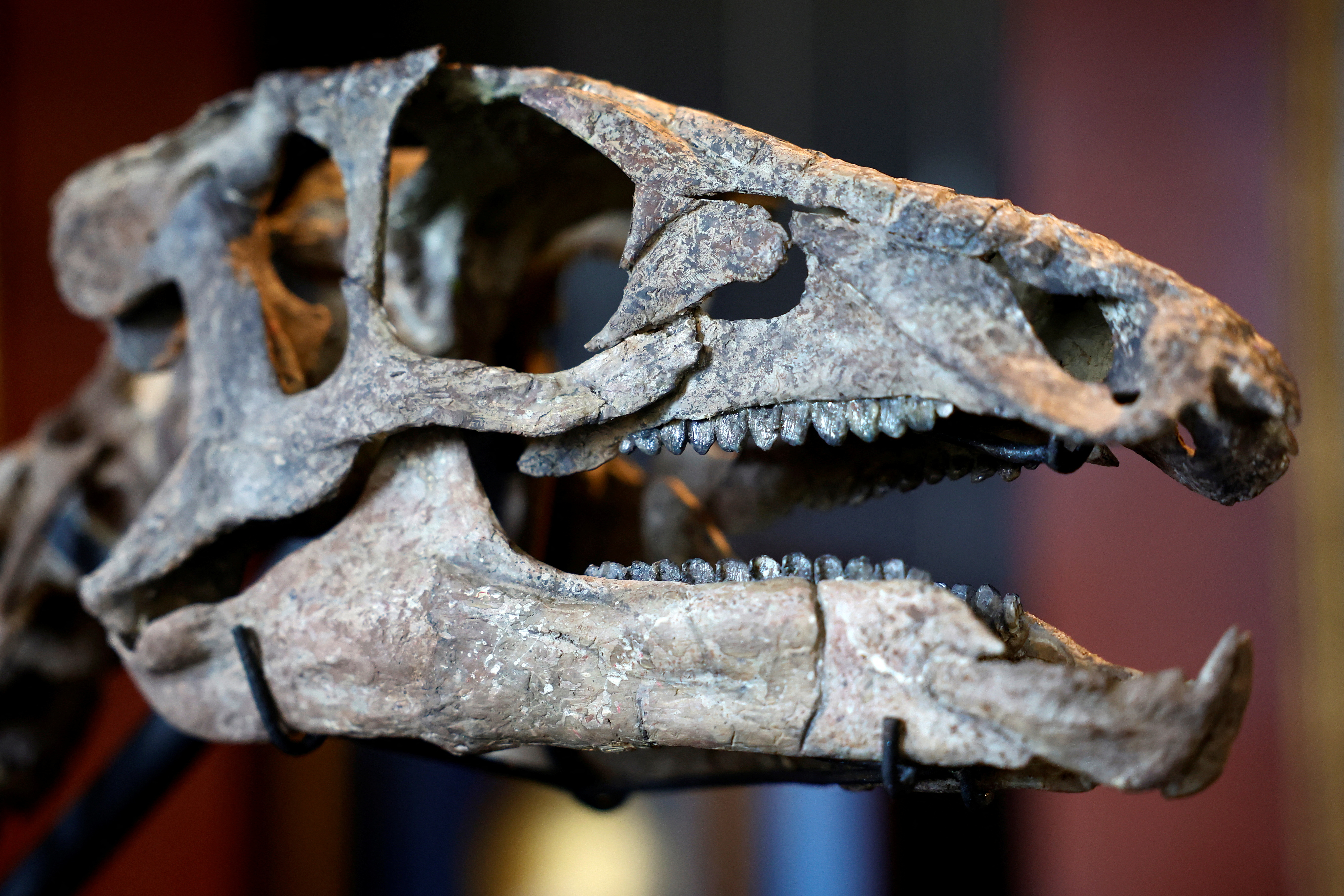 "Parece que una de las cosas que hizo especiales a los primeros dinosaurios es que evolucionaron con dietas diferentes a lo largo del Triásico, y creemos que esto pudo ser clave para su éxito evolutivo y ecológico”, dijo la especialista (REUTERS/Sarah Meyssonnier)