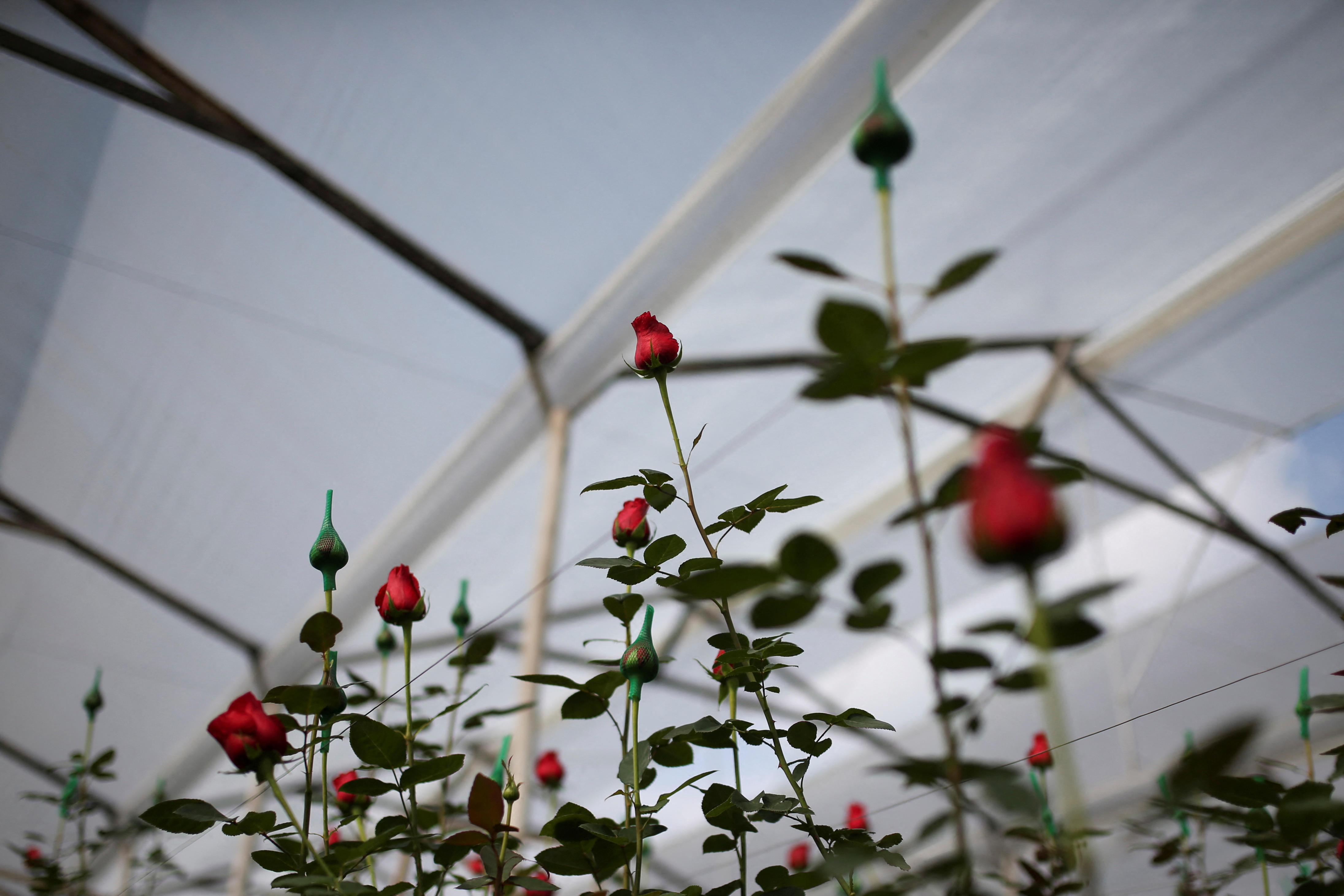 Las rosas son un regalo típico de la temporada (Foto: REUTERS/Luisa Gonzalez)