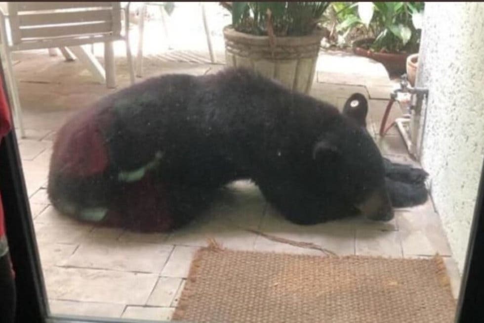 El oso fue localizado en el patio de una casa en el municipio de San Pedro Garza García (Foto: Twitter/Especial)