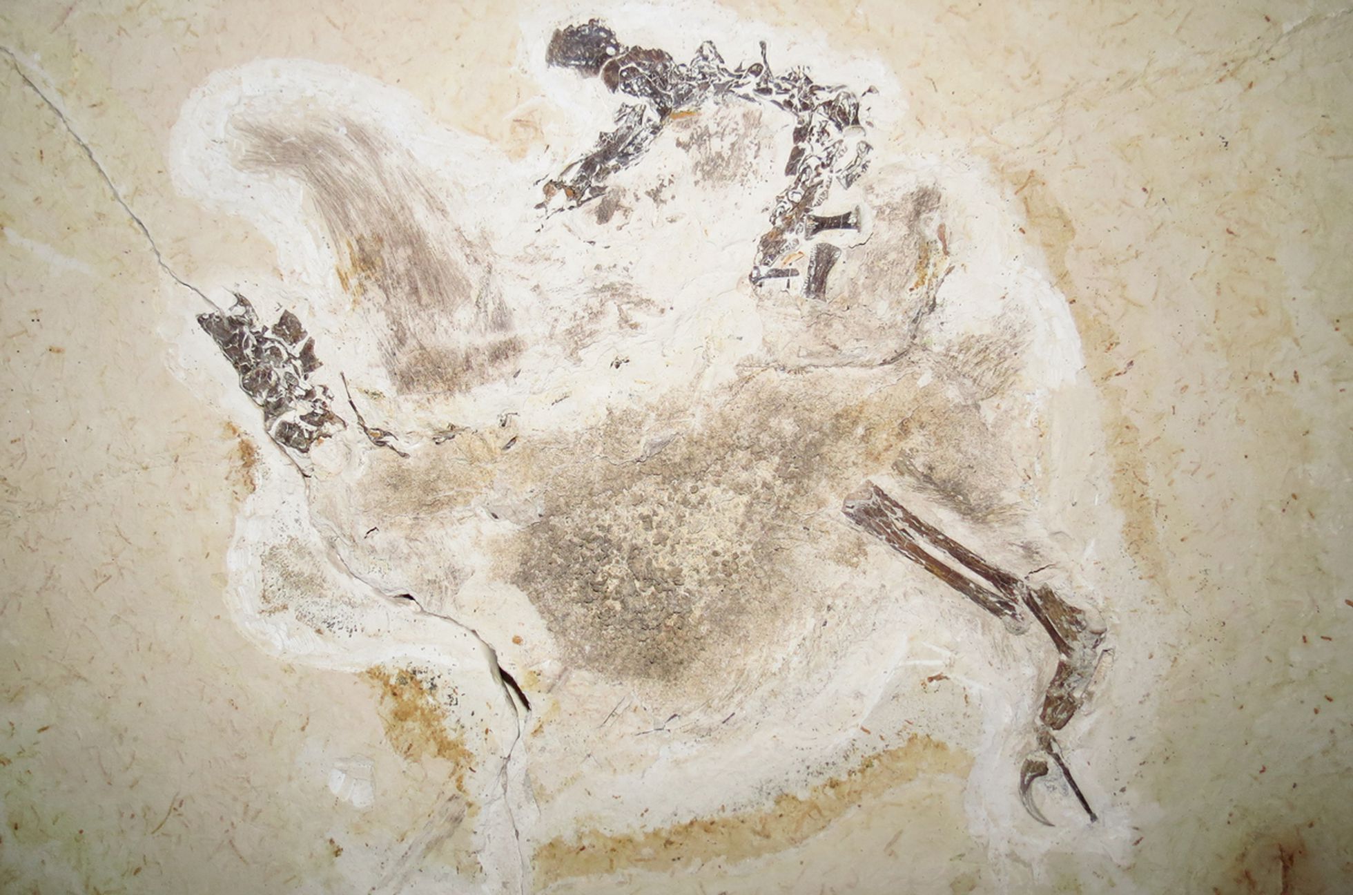 El dinosaurio que Brasil reclama es Ubirajara jubatus. Tenía el tamaño de una gallina, con una melena de pelo largo en la espalda y cintas rígidas que sobresalían de los hombros/ FELIPE LIMA PINHEIRO