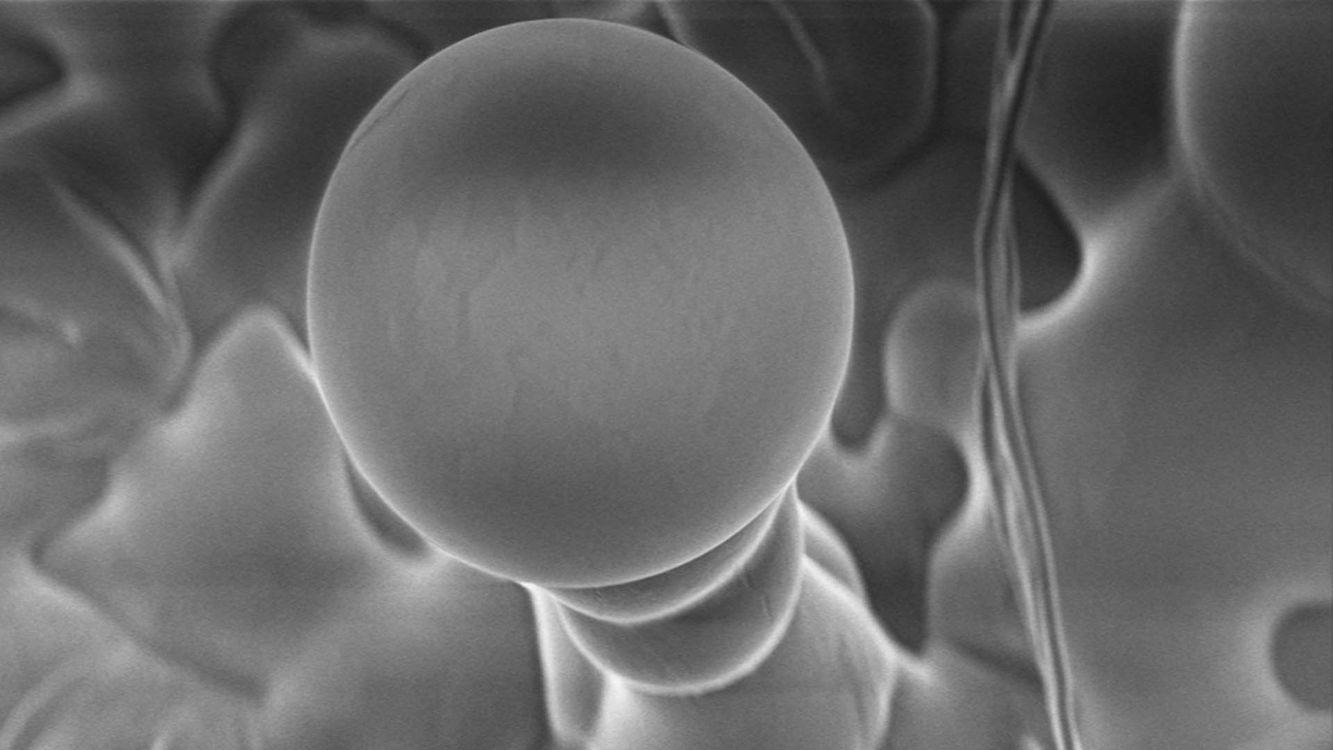 El helicriso lanoso forma parte de la familia de las Asteráceas. Es pariente de los girasoles, las margaritas y la lechuga (Crédito: Weizmann Institute of Science)