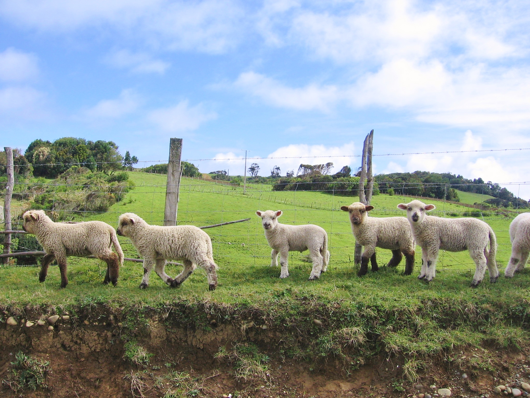 Las ovejas de Chiloé, uno de los atractivos que se ven en los paisajes