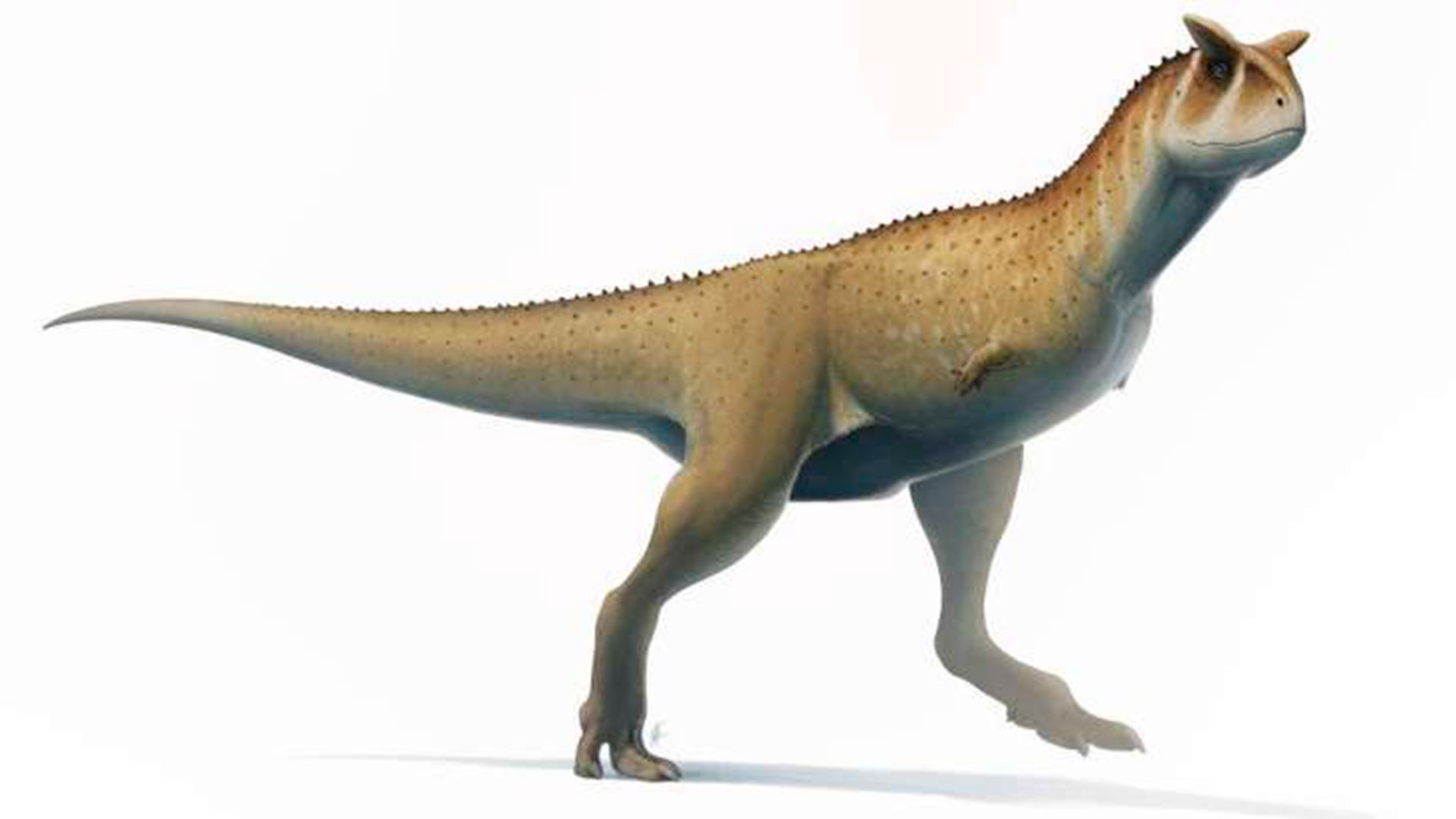La nueva especie de abelisaurio, Guemesia ochoai (Foto: Natural History Museum)