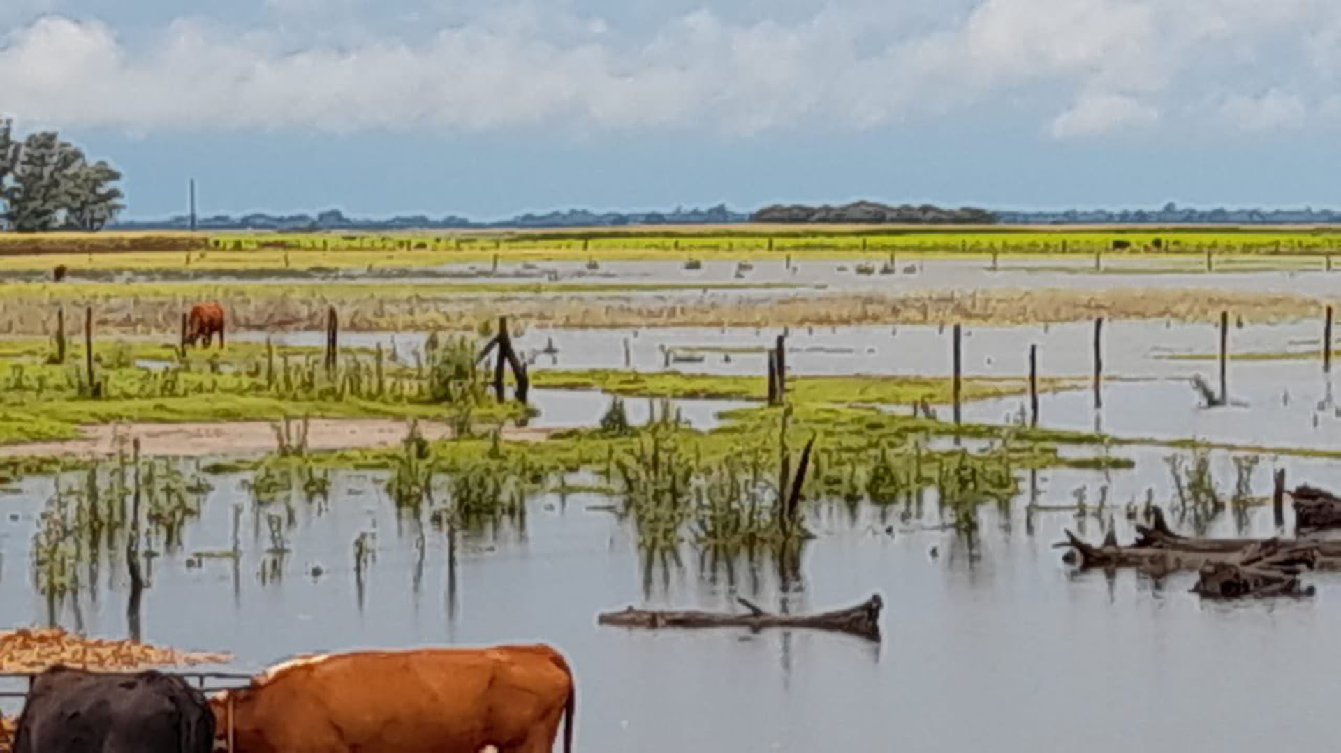 Campos inundados tras las últimas precipitaciones. (Damian Rodríguez)