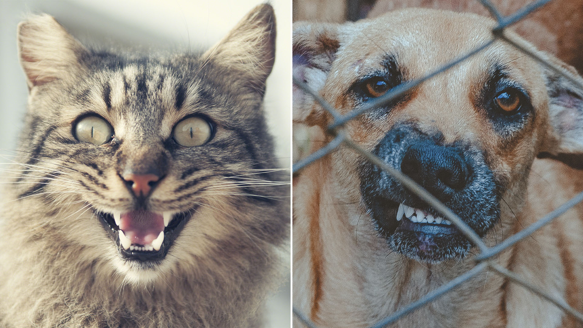 Perros y gatos tienen en su sangre particularidades propias de sus especies y diferencias importantes con el ser humano