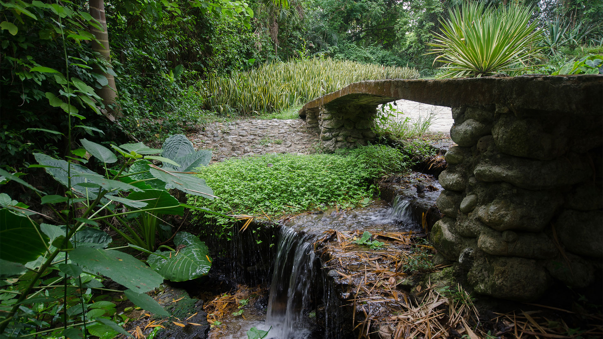 Advierten Que Venezuela Es El País Con Mayor Pérdida De Bosques De La