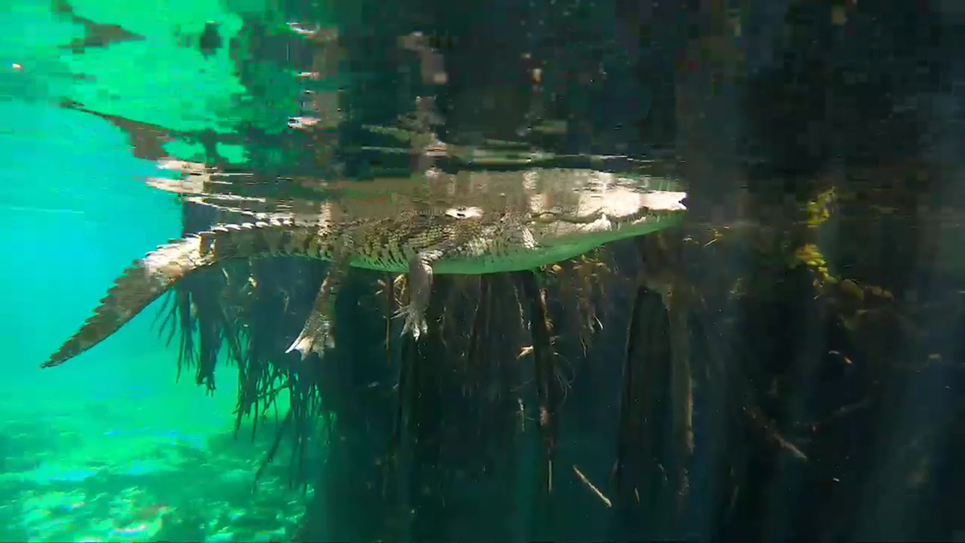 La verdad detrás del video viral de la pareja que nadó con un cocodrilo en  un cenote de Tulum - Infobae