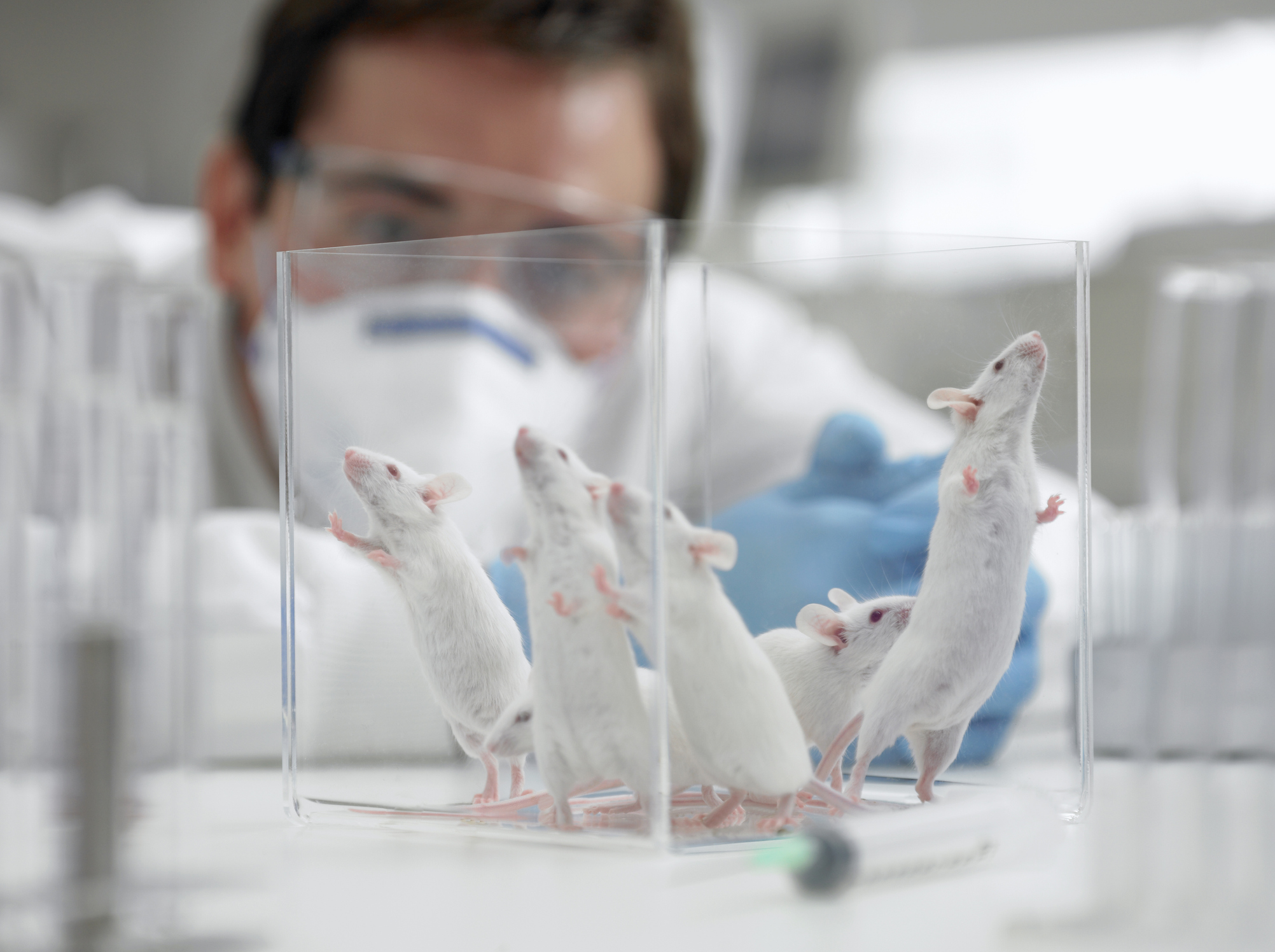 Le vaccin a été testé sur des souris et il a fonctionné. Mais l'innocuité et l'efficacité chez l'homme devront être démontrées (Getty Images)