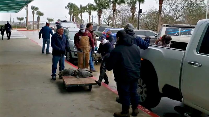 Miles de tortugas marinas son rescatadas frente a la costa de Texas -  Infobae