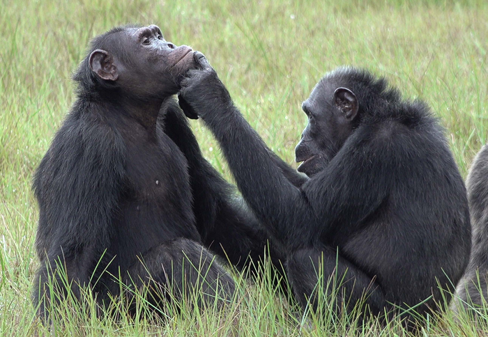Entre los animales que mejor soportarán el cambio climático, los chimpancés se ubican en el tercer lugar (Proyecto de chimpancé Tobias Deschner/Ozouga)