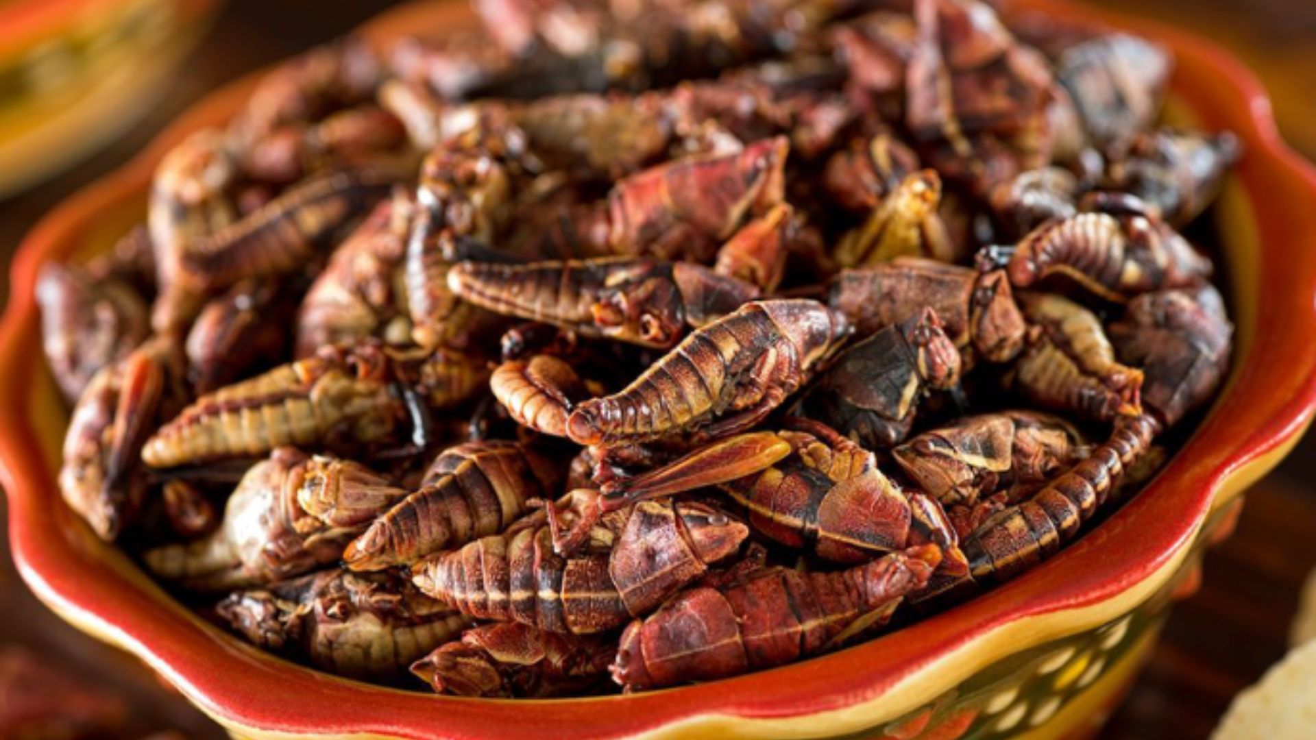 Insectos Mexicanos Un Manjar Nutritivo Turimexico Insectos, Manjares