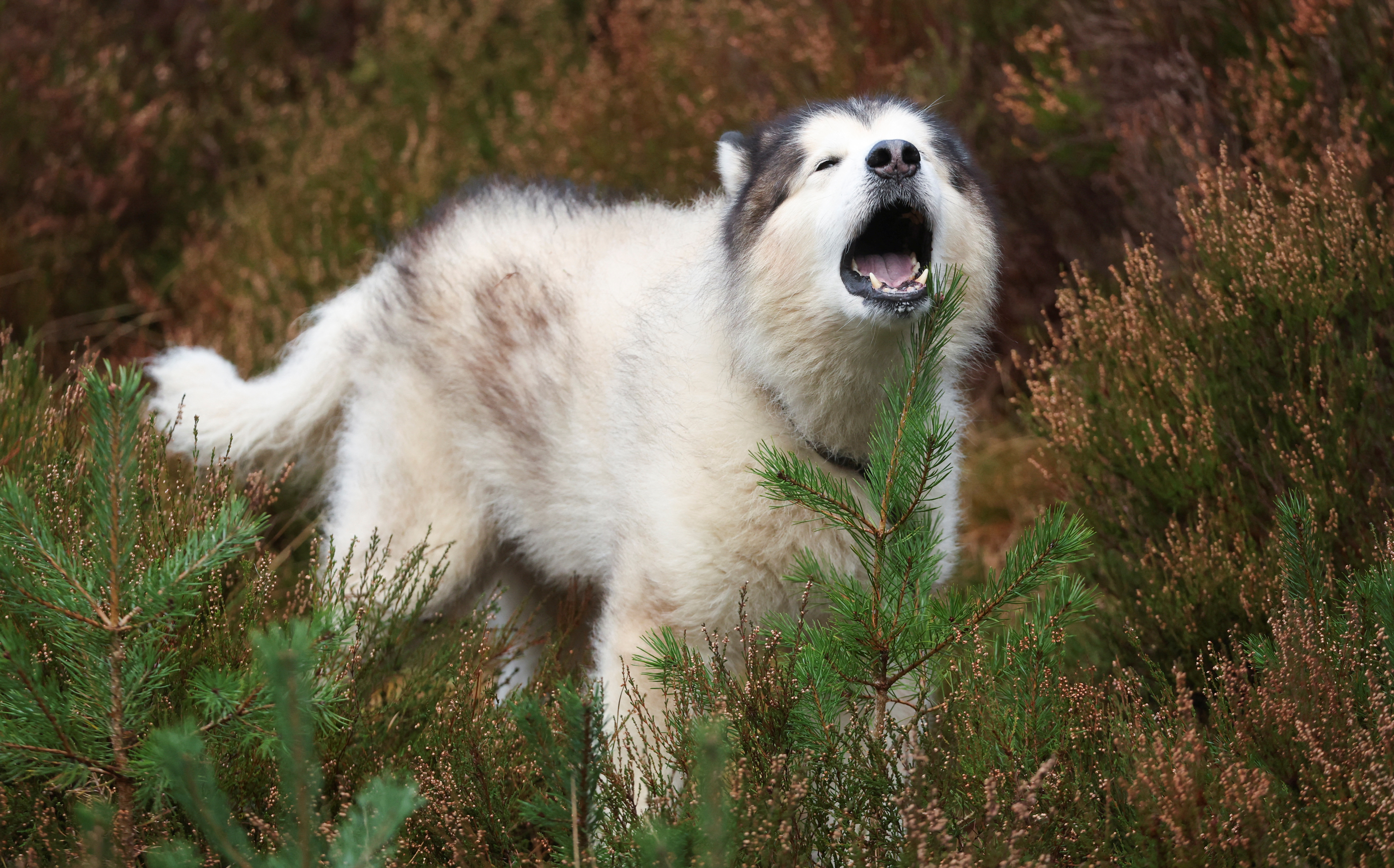 Estudio reveló cuáles son las tres razas de perro que más aúllan por su  parentesco con los lobos - Infobae