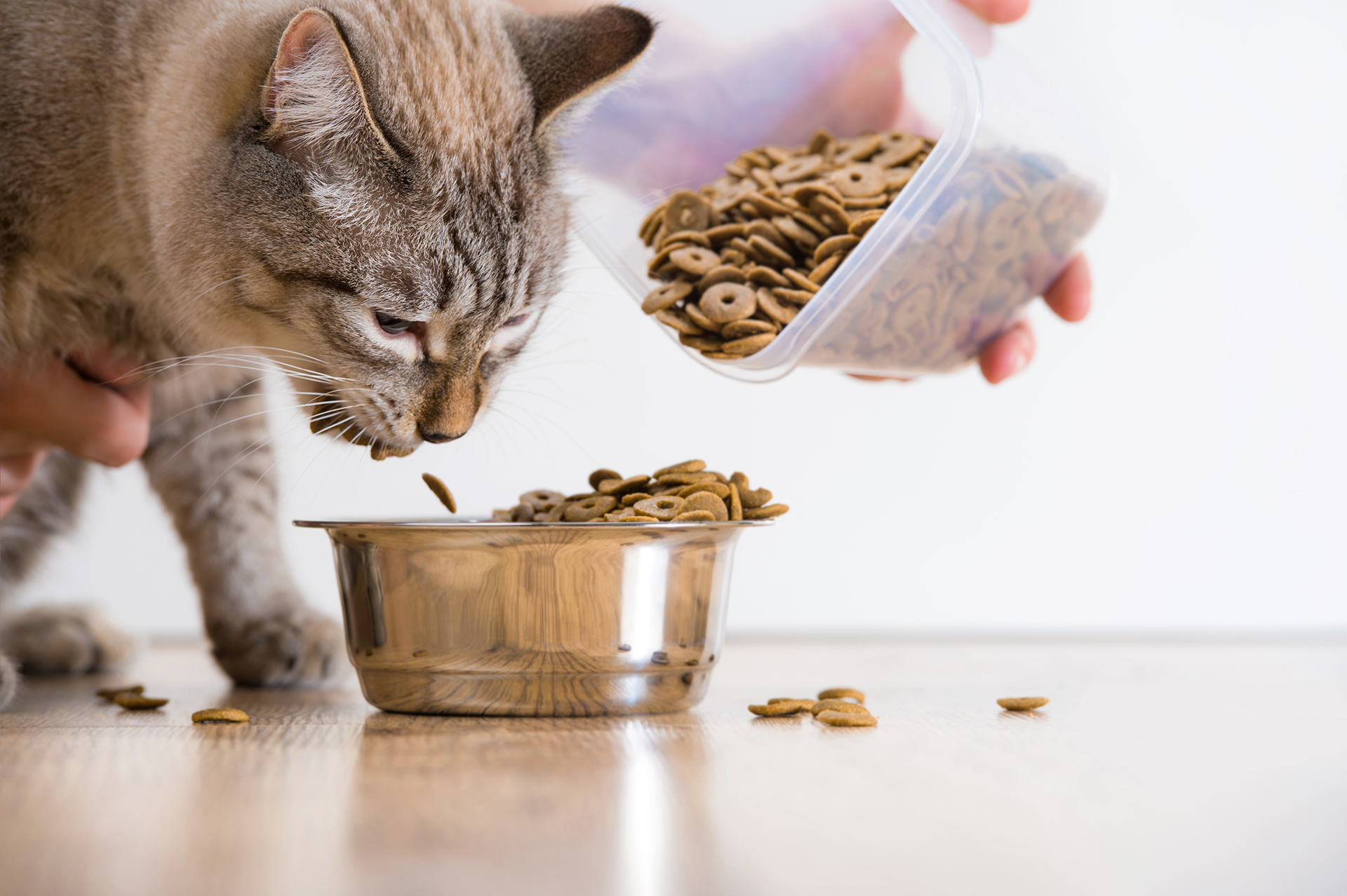 Los alimentos para felinos tienen un contenido graso que es diferente al de los perros (Getty)