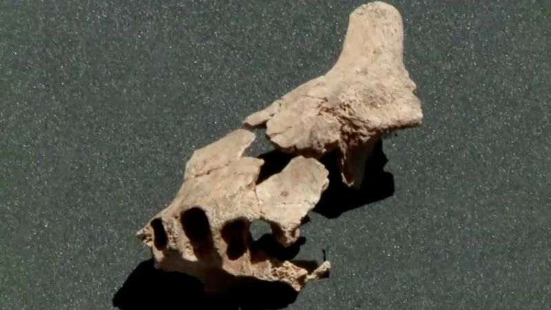 Un fósil de una antigua mandíbula es hallado en Burgos en esta foto obtenida por Reuters el 8 de julio del 2022. Atapuerca Foundation/Handout via REUTERS