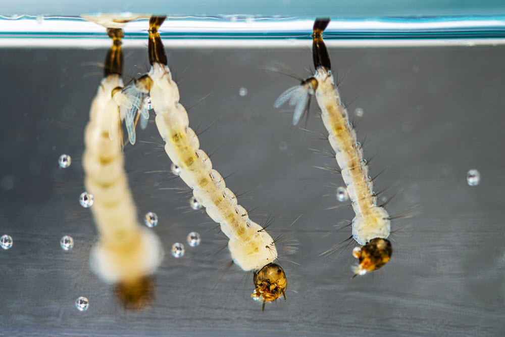 Las larvas de mosquito se desarrollan en reservorios de agua limpia o residual
