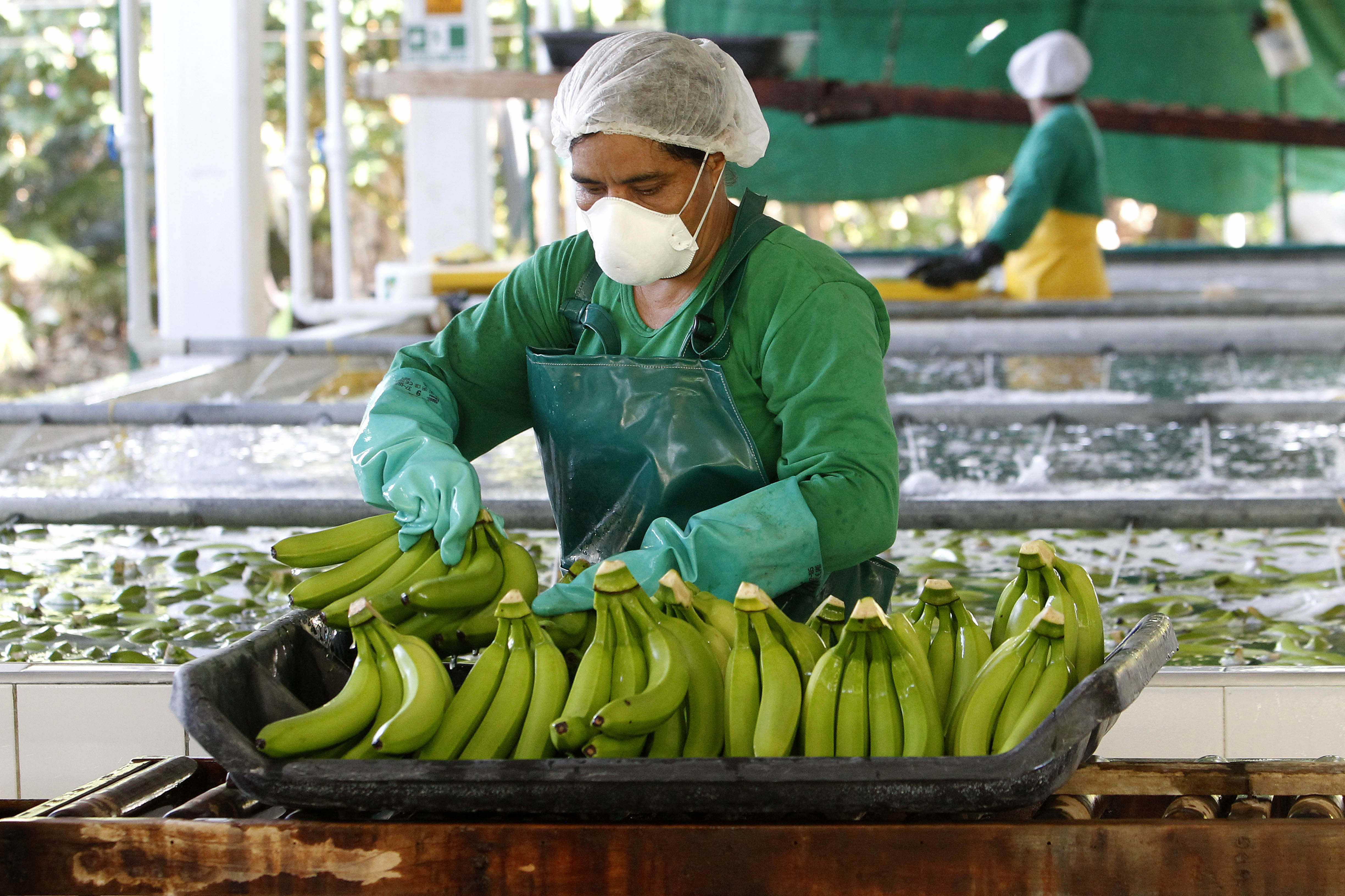 Ecuador es uno de los mayores productores y exportadores de bananas en el mundo. (EFE/Luis Eduardo Noriega A.)
