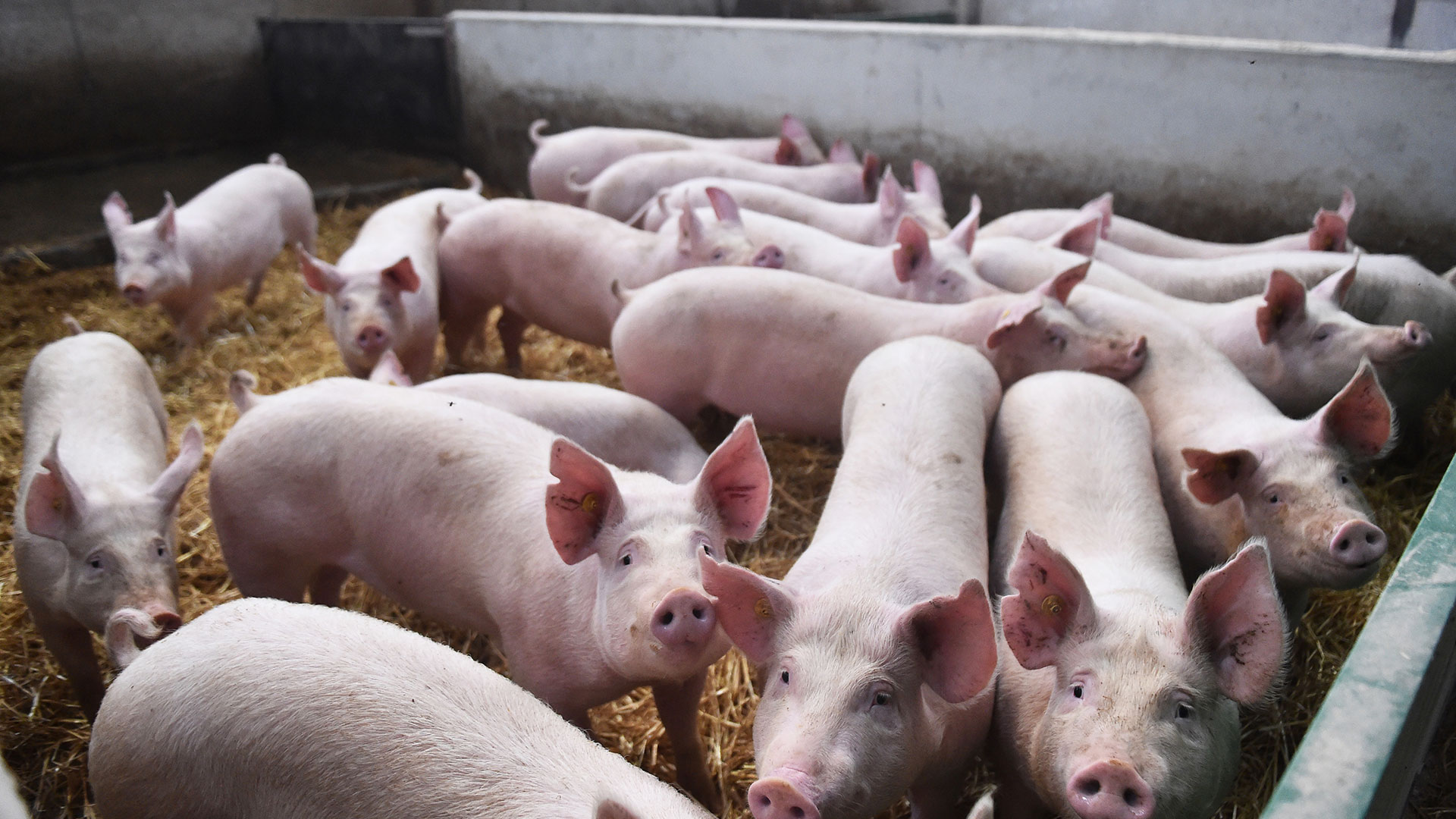 Foto de archivo de cerdos en un granero en Preston, Inglaterra (Foto de Nathan Stirk/Getty Images)