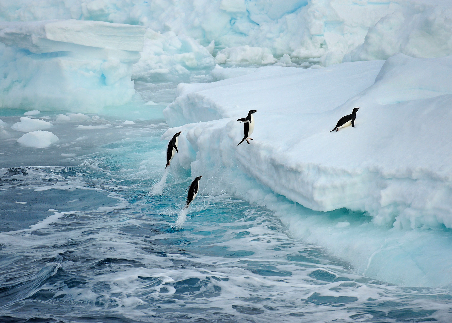 Pingüinos de Adelia, habitantes del continente antártico