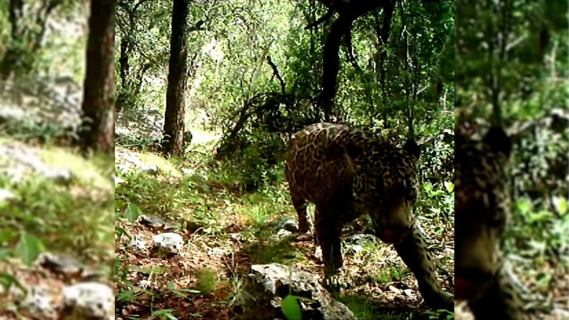 Reapareció en Sonora “El Jefe”, un jaguar que vivió por años en EEUU