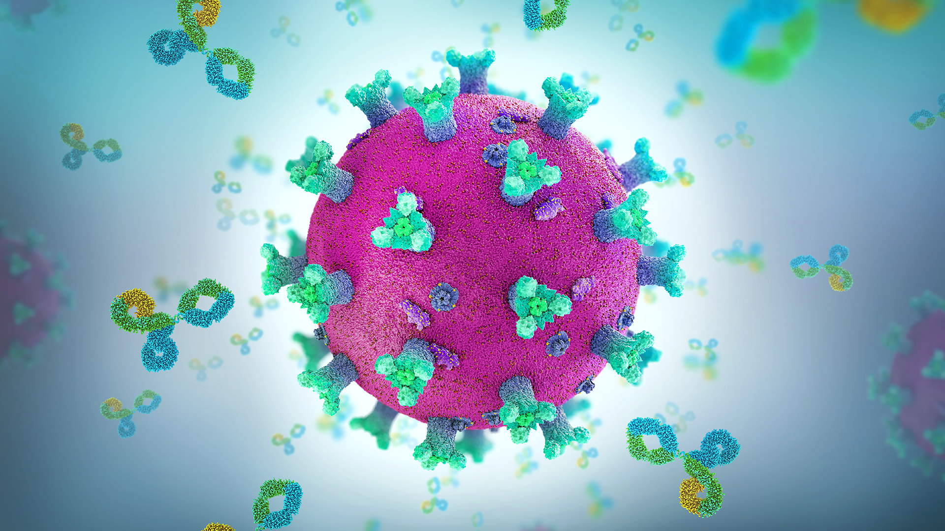 La infección con coronavirus genera respuestas de memoria T altamente durables y funcionales.(Shutterstock)