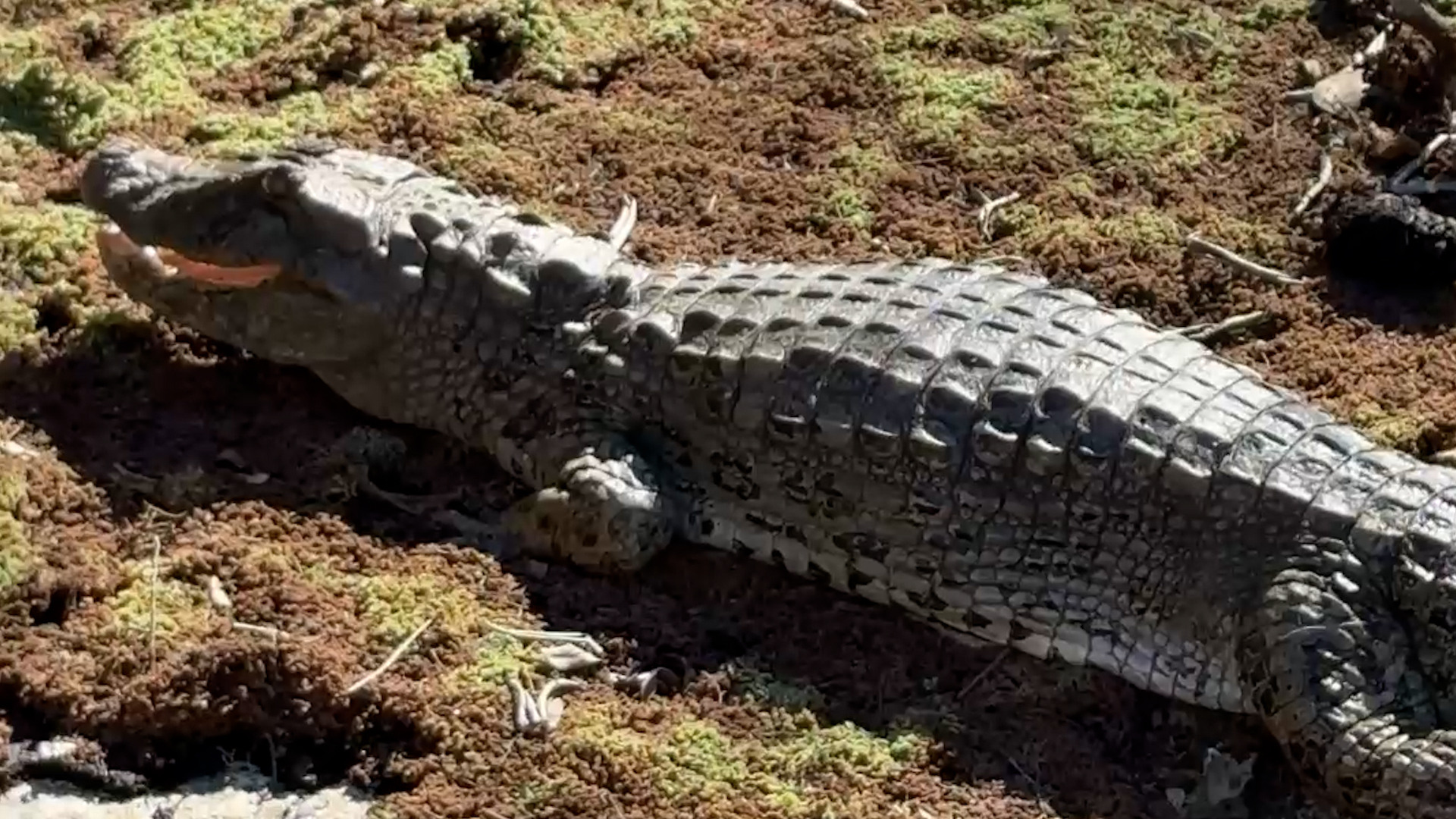 Jujuy: una yacar&eacute; overo fue rescatada tras quedar atrapada en una represa