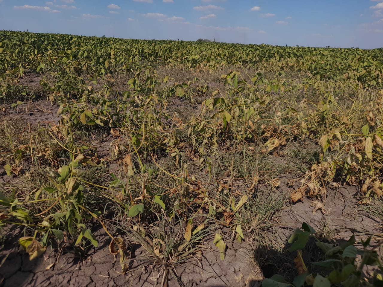 La soja es uno de los cultivos afectados por la sequía, y proyectan por tal motivo caída de rendimiento. 