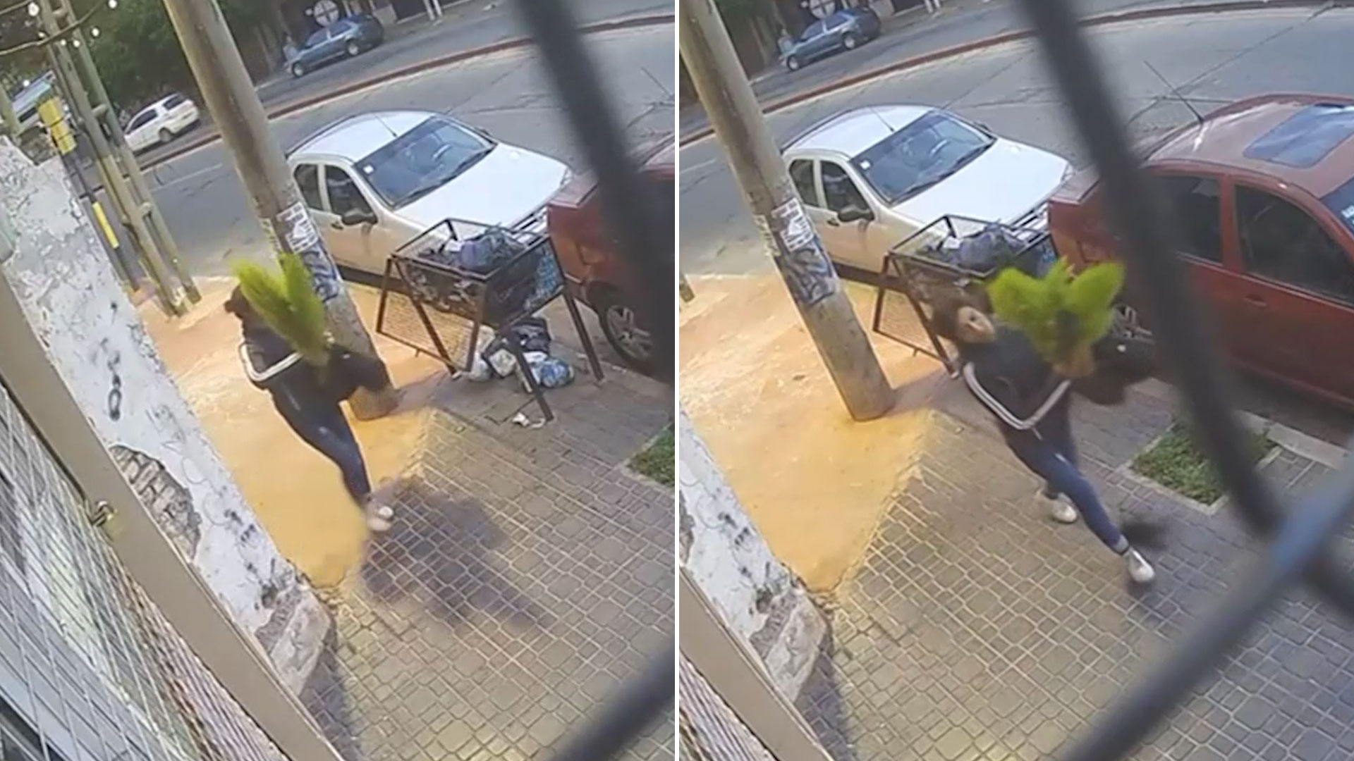 Córdoba: vecinos denunciaron que una mujer roba las plantas de un local