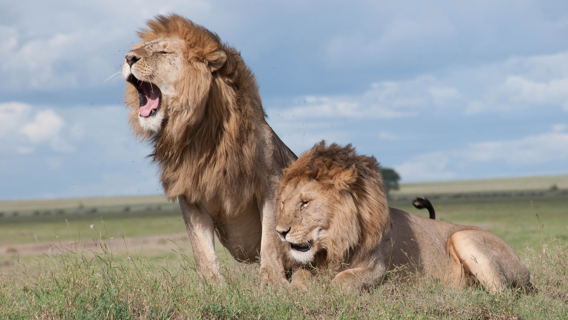 Alegría en Senegal: tres cachorros de leones recién descubiertos dan  esperanza a los ambientalistas - Infobae