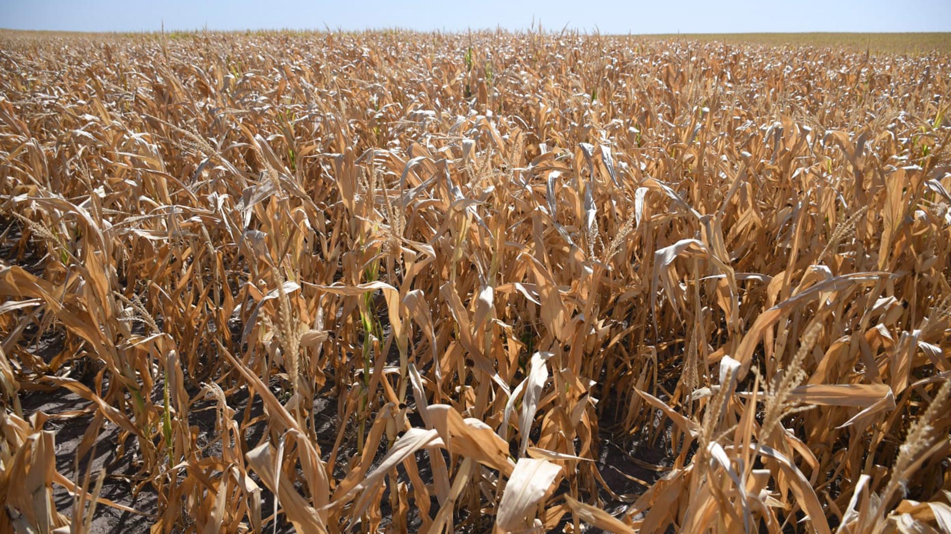 Lotes de maíz afectados por la sequía. 