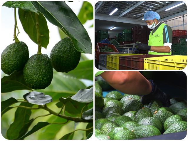 Empresas exportadoras de frutas fueron sancionadas por el ICA por incumplimiento a la normatividad